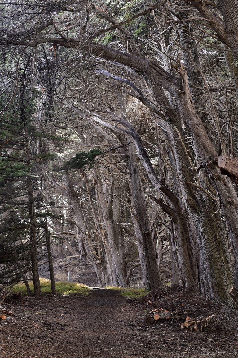 Sea Ranch